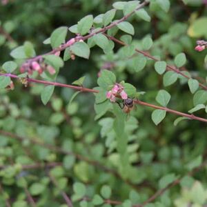 Symphoricarpos × chenaultii 'Hancock' ---